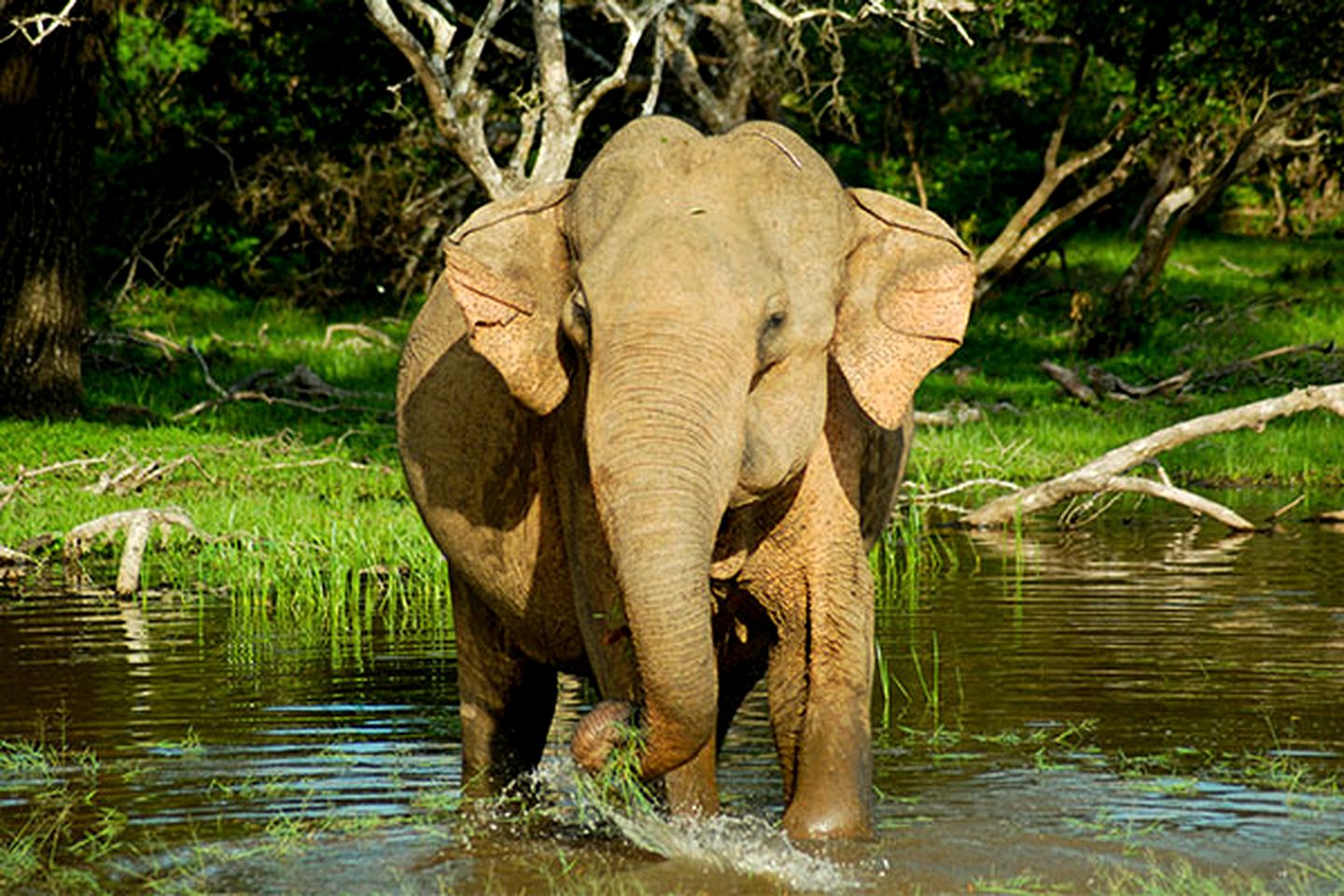 Luxury Eco-Friendly Safari Tent with a Shared Infinity Pool in Wirawila, Sri Lanka