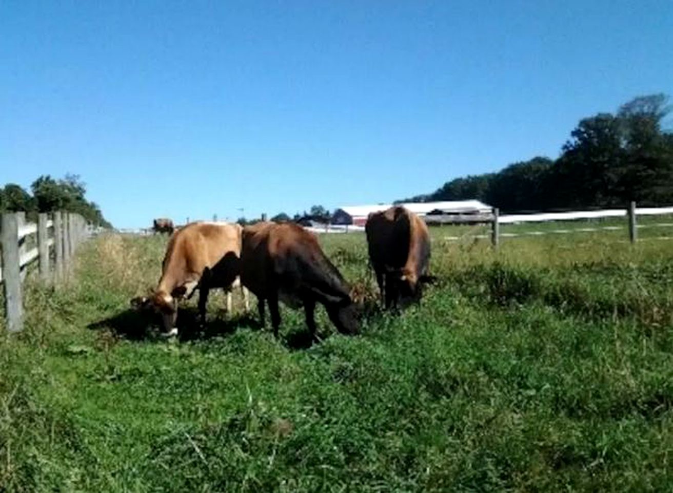 Cozy Vacation Room on a Farm Stay in Coopersburg, Pennsylvania