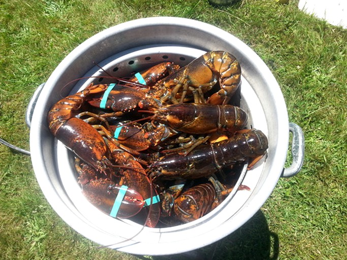 Cottages (Friendship, Maine, United States)