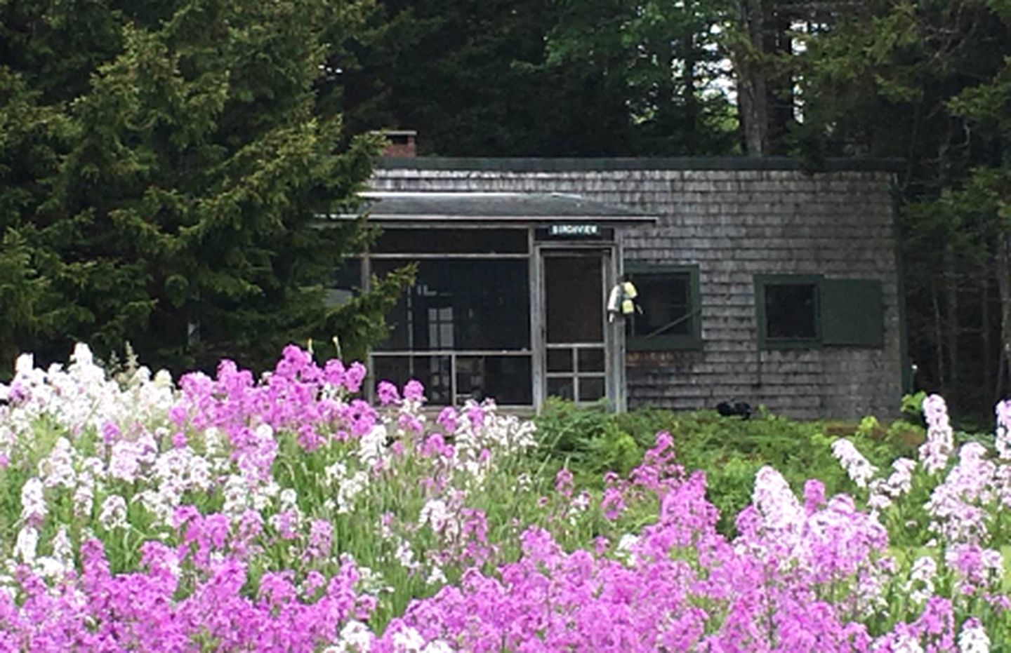 Woodland Cottage Rental Nestled Among Spruce Trees near the Todd Wildlife Sanctuary, Maine