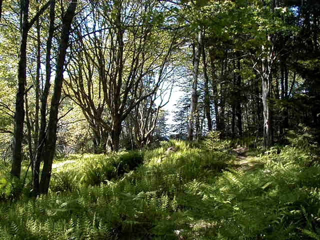 Woodland Cottage Rental Nestled Among Spruce Trees near the Todd Wildlife Sanctuary, Maine