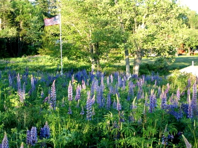 Cottages (Friendship, Maine, United States)