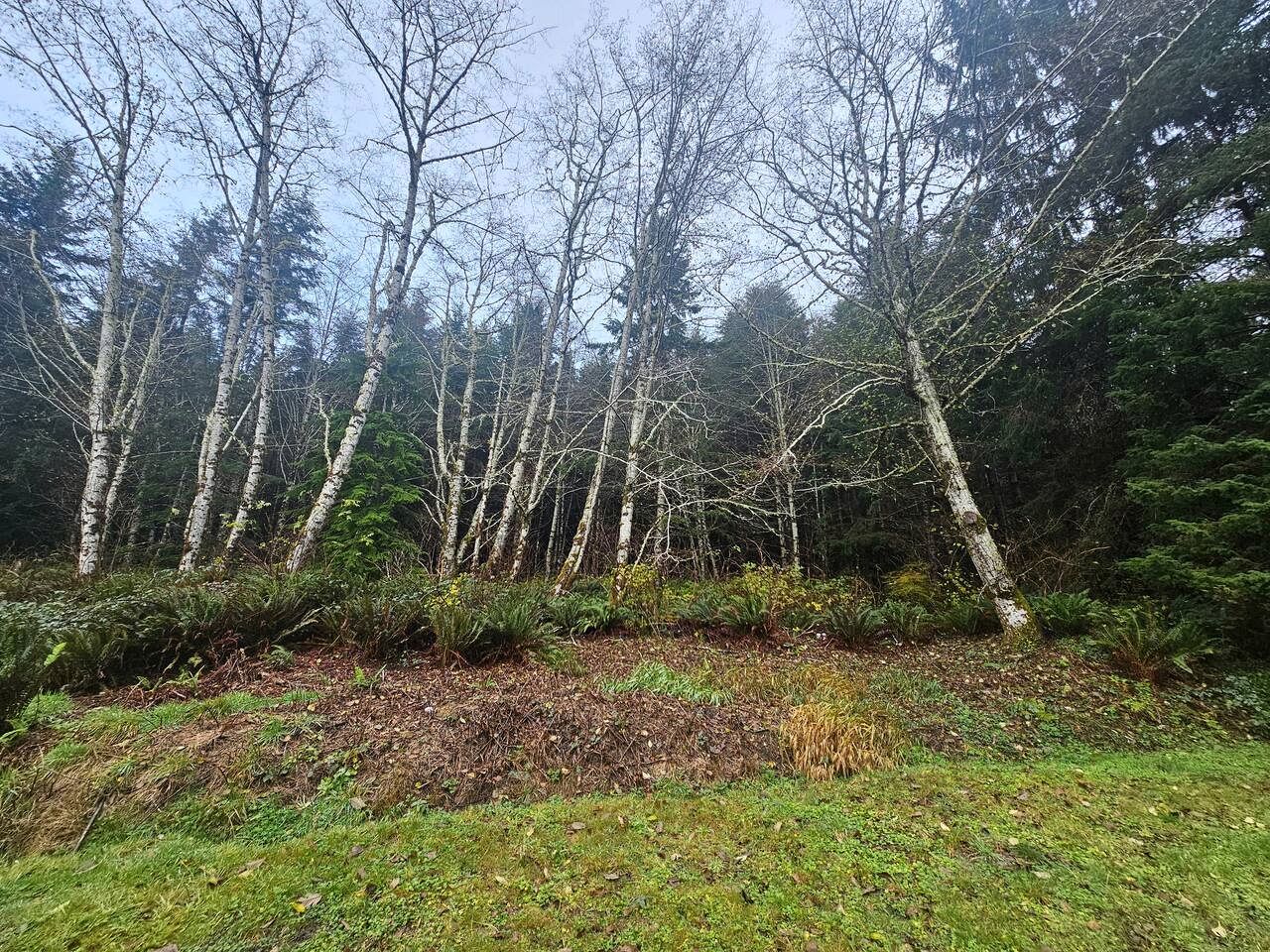 Secluded Forest Cabin Retreat Near Olympic Peninsula Coast | Near Sekiu, Washington