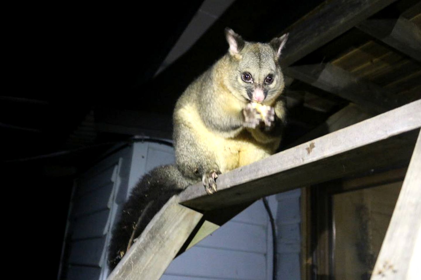 Romantic Suite at a Charming Bed and Breakfast near Deloraine, Tasmania