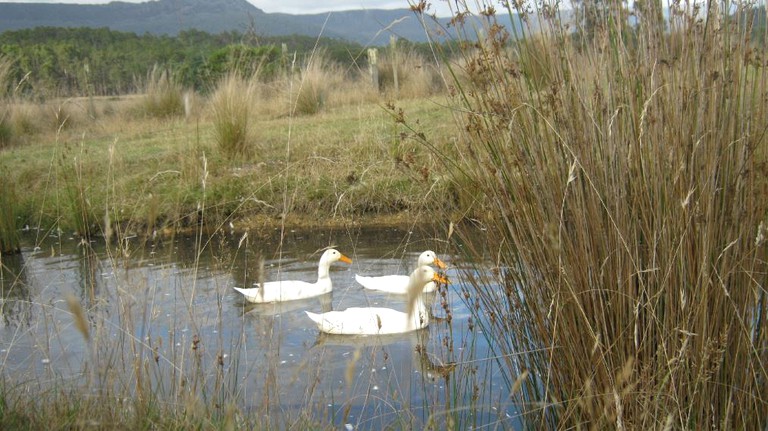 Nature Lodges (Launceston, Tasmania, Australia)
