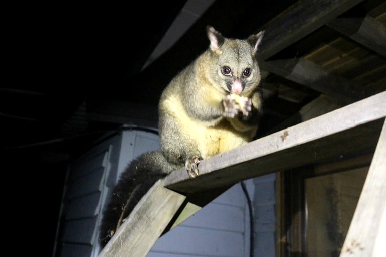 Nature Lodges (Launceston, Tasmania, Australia)