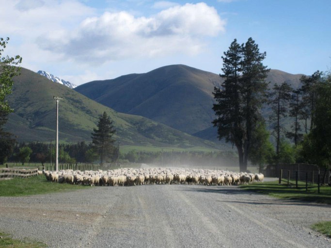 Cottages (Fairlie, South Island, New Zealand)