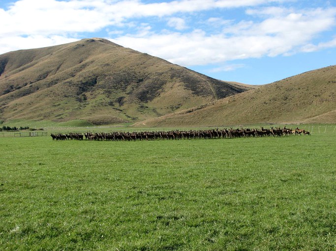 Cottages (Fairlie, South Island, New Zealand)