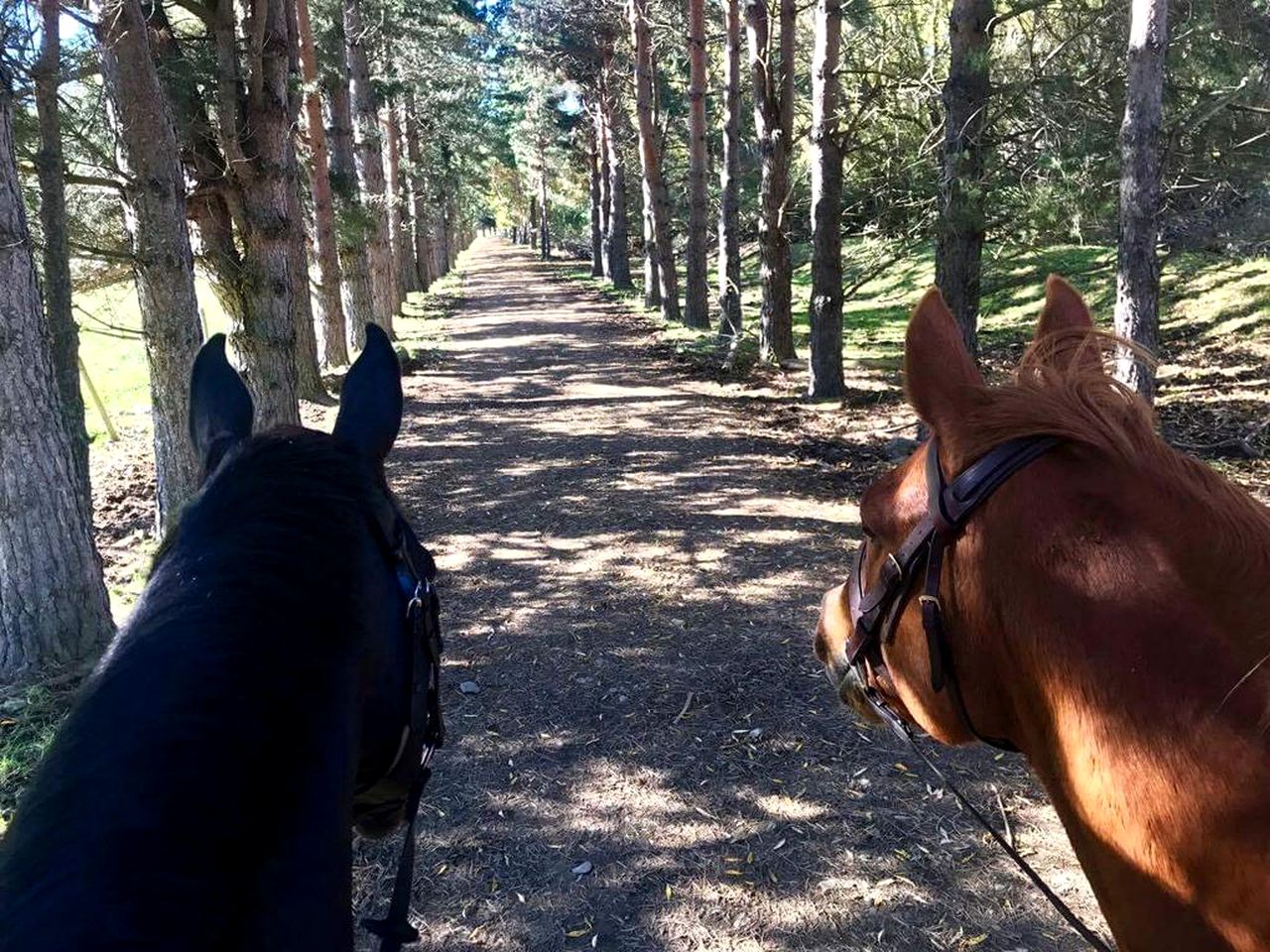 Secluded Cottage Rental near Opuha Conservation Area in Fairlie, South Island