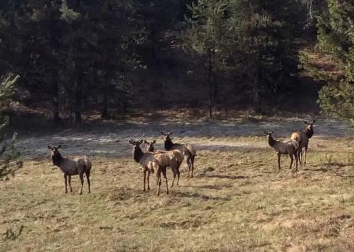 Nature Lodges (Elk City, Idaho, United States)