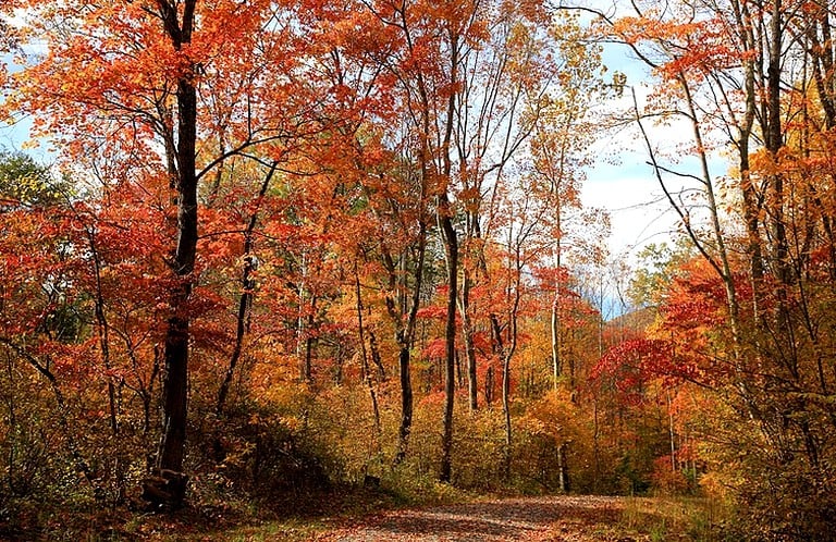 Cabins (Nellysford, Virginia, United States)