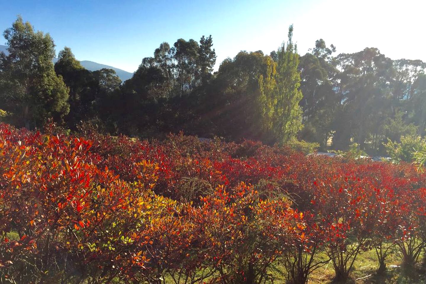 Romantic Cottage Rental Nestled in Gorgeous Gardens near Hobart, Australia