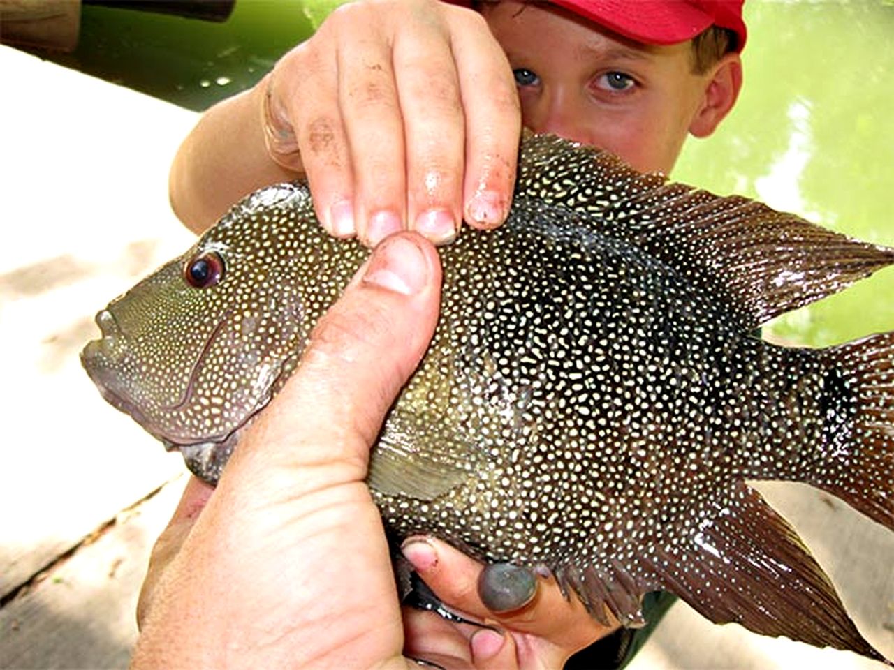 Fun Glamping Vacation in Marion, Texas: Comfortable Safari Tent on the Beautiful Cibolo Creek