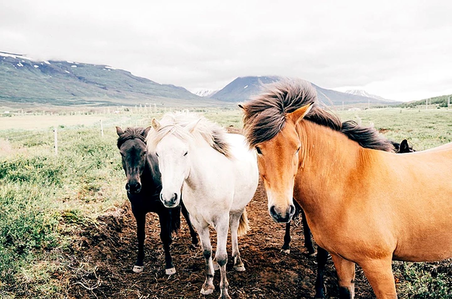Pet-Friendly Accommodation for Two near World Equestrian Games, North Carolina