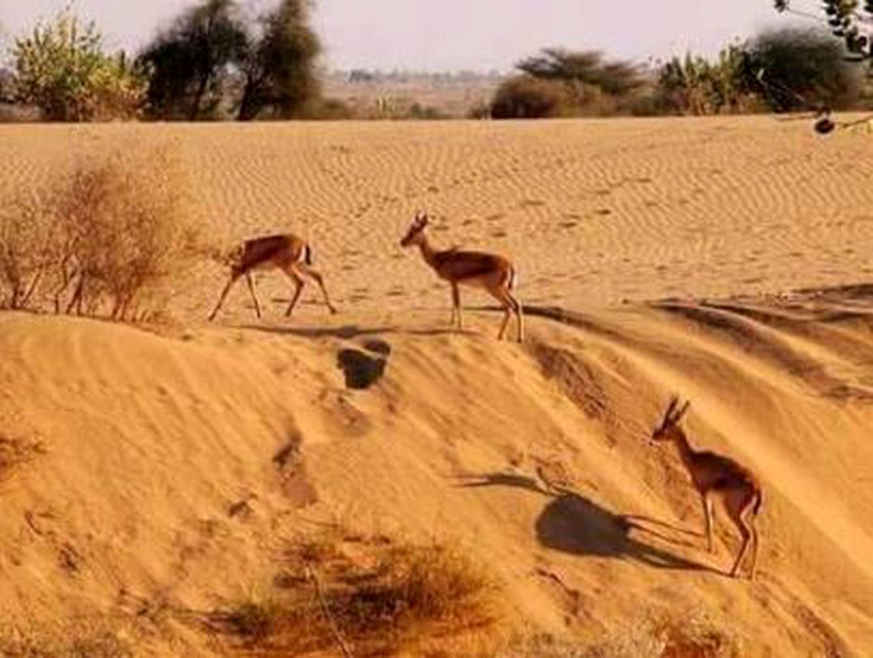 Unique Accommodation for a Getaway in the Desert Outside Jaisalmer, India