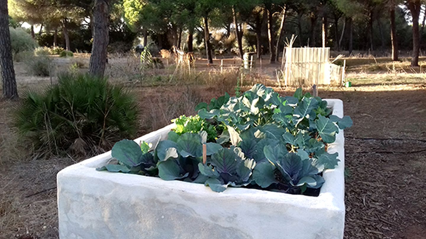 Eco-Friendly Treehouse Getaway with a Pool in Vejer de la Frontera, Spain