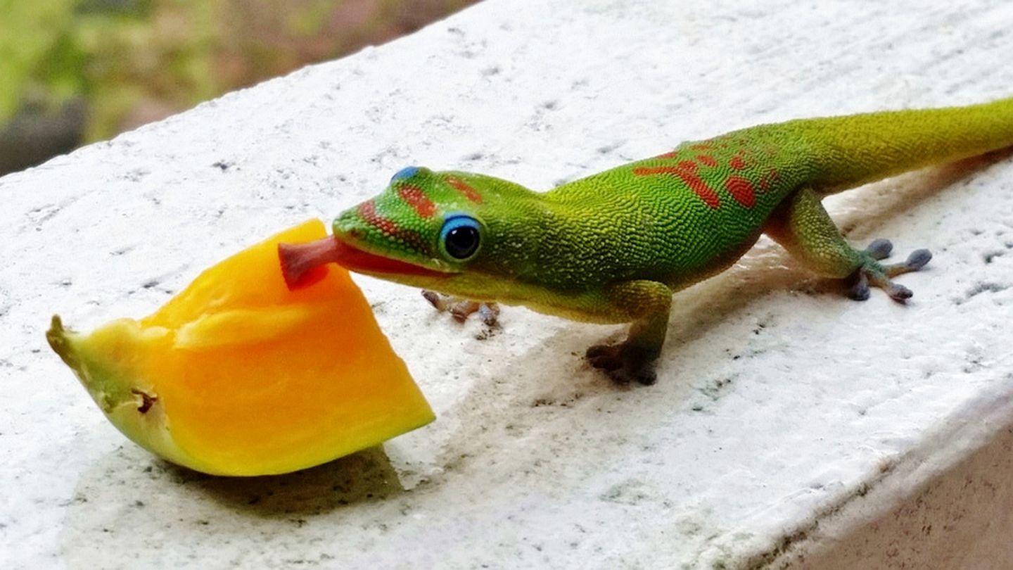 Historic Villa Rental with Amazing Tropical Gardens in Keaau, Hawaii