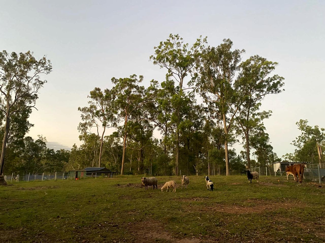 Lovely Tiny House in Wongawallan, Queensland