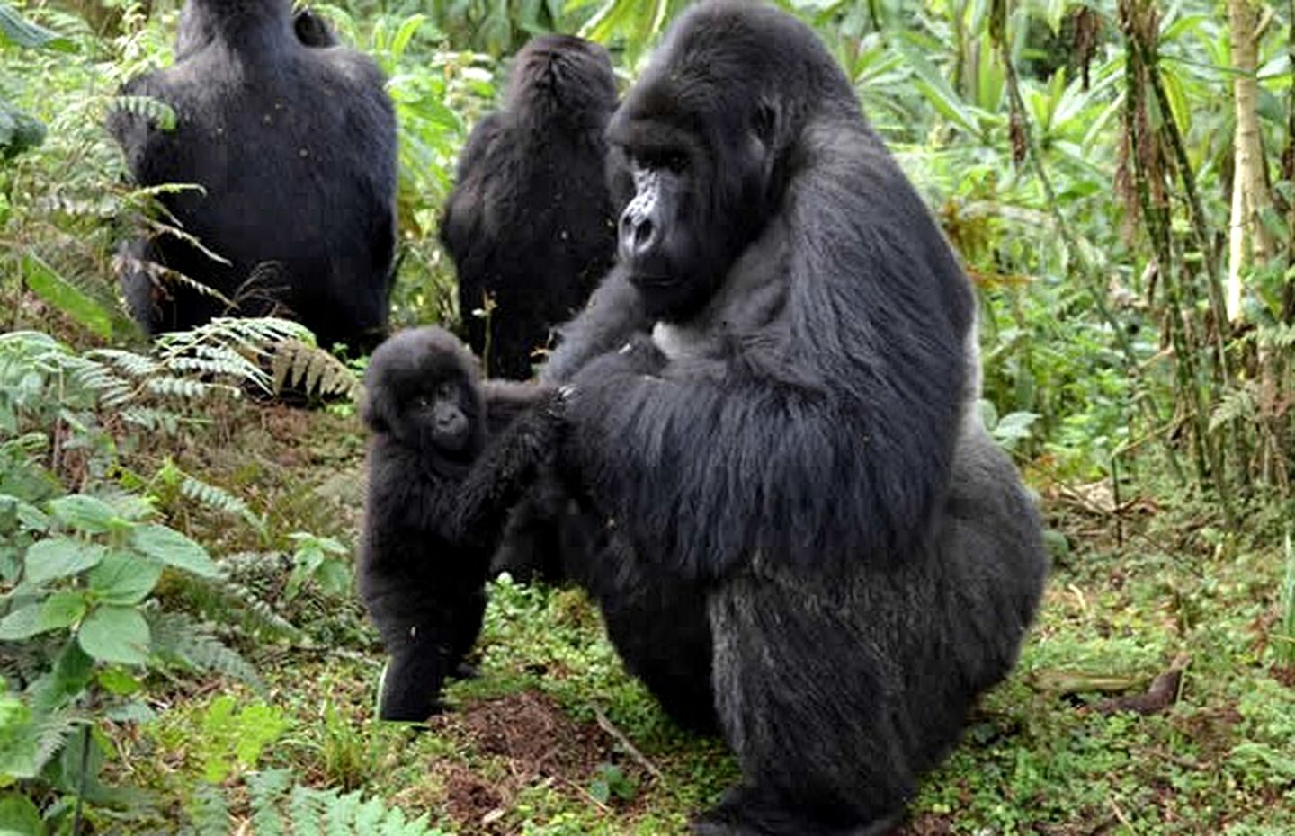 Genuine African Safari Adventure in a Luxurious Cabin in the Bwindi Forest, Uganda