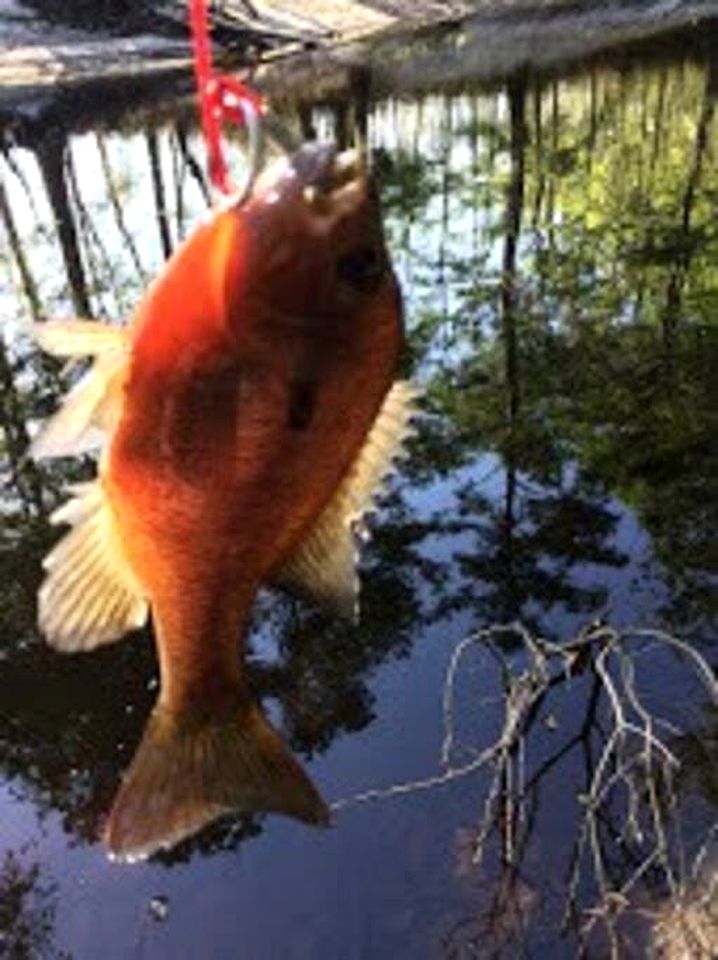 Georgia's Family-Friendly Octagon Cabin Getaway in Claxton