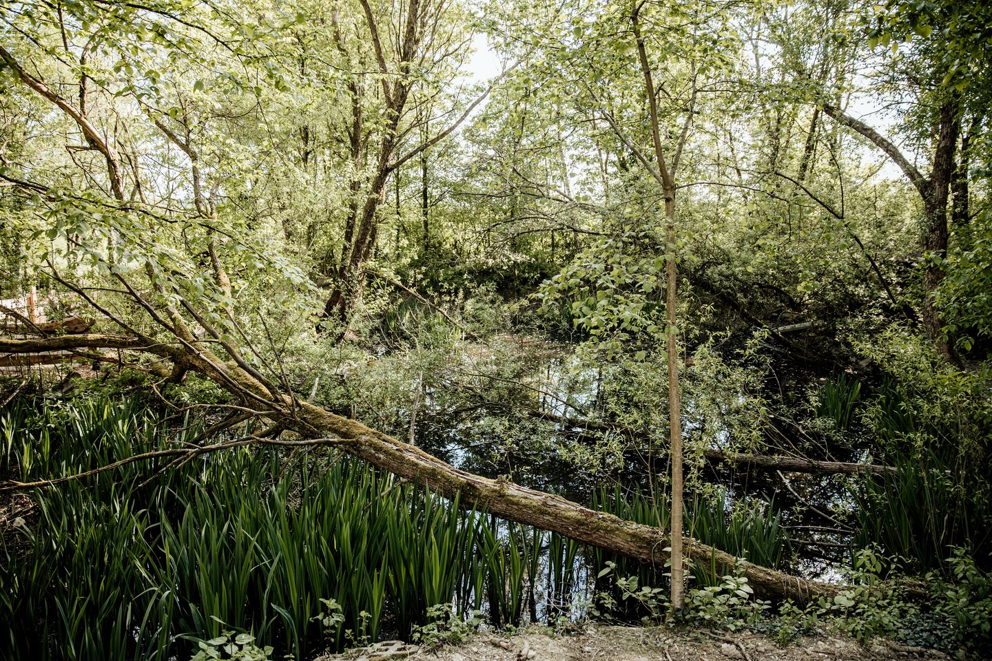 Incredible Nature Camp Ideal for Groups or Big Family Retreats in Germany