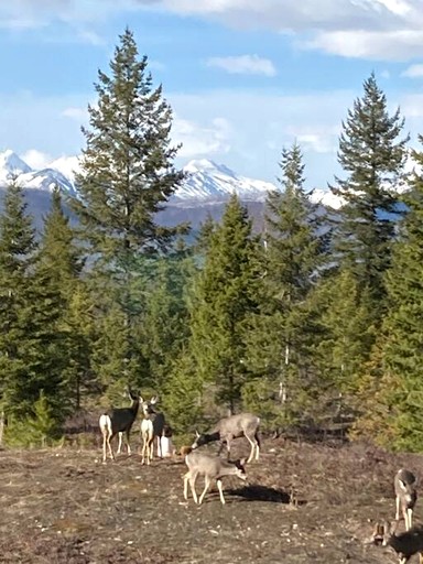 Cabins (United States of America, West Glacier, Montana)