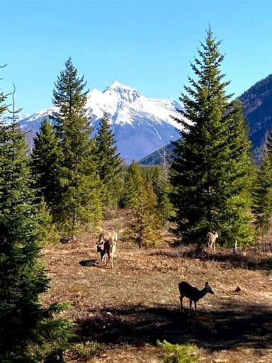 Cabins (United States of America, West Glacier, Montana)