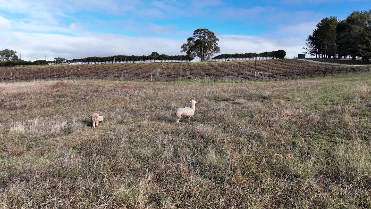 Glamp on a Vineyard in the Mudgee Wine Region near Wollemi National Park