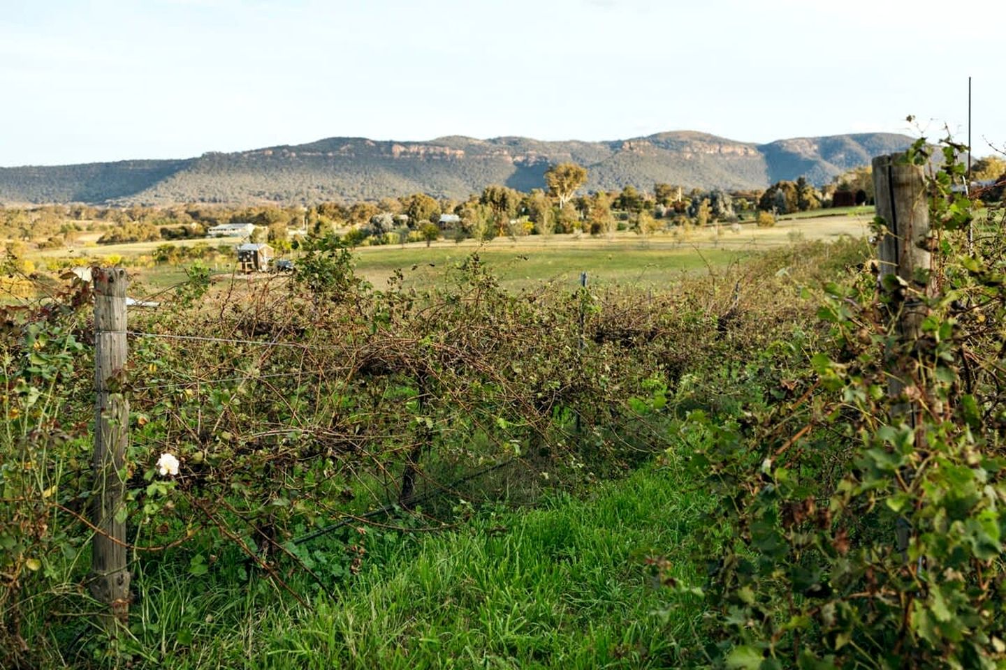 Glamp on a Vineyard in the Mudgee Wine Region near Wollemi National Park