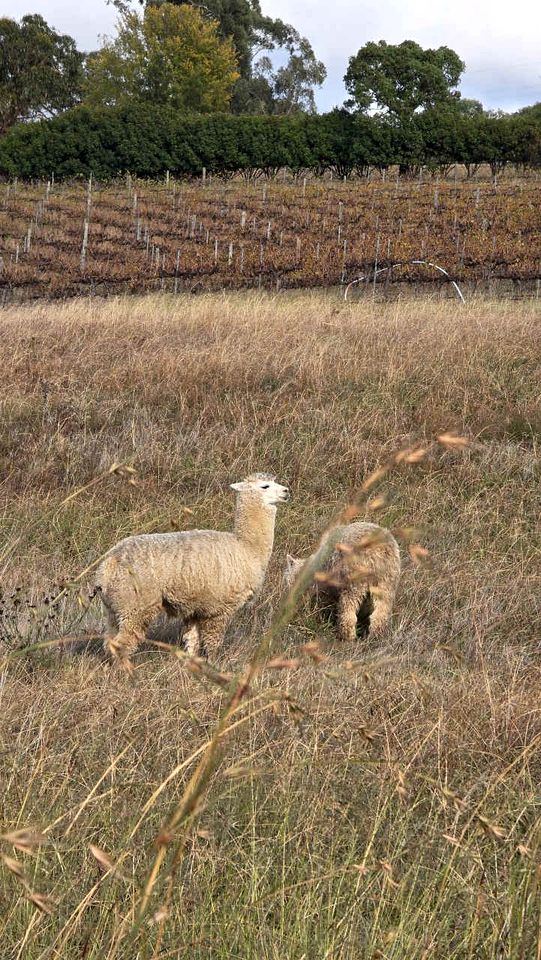 Glamp on a Vineyard in the Mudgee Wine Region near Wollemi National Park
