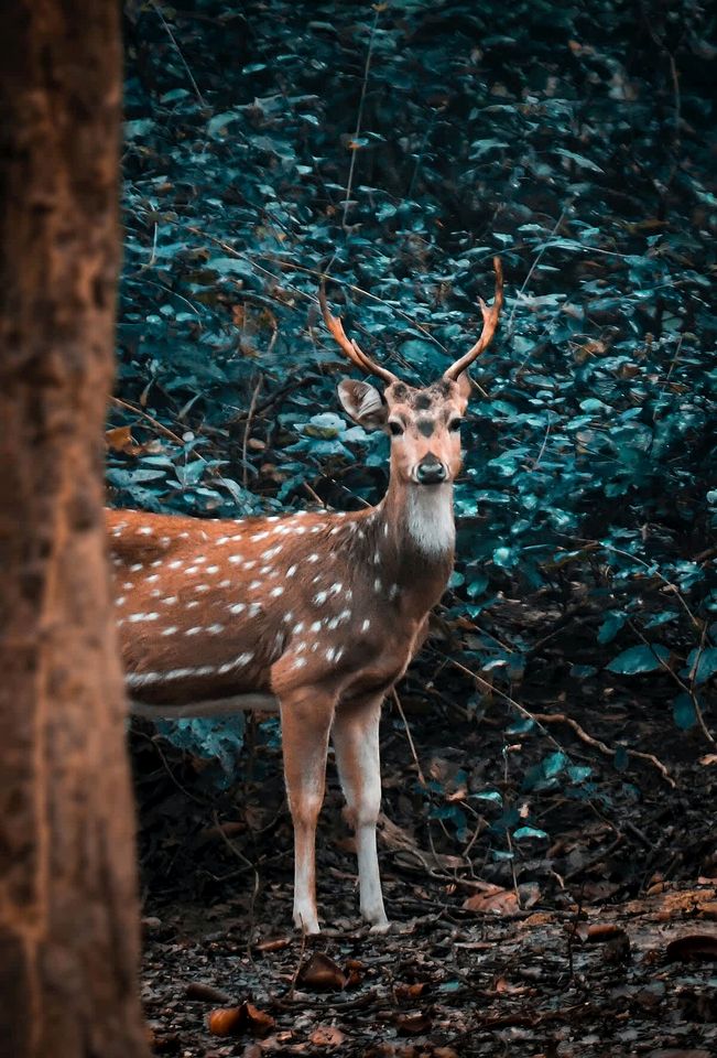 Glamping in this Amazing Waterfront A-Frame with Outdoor Kitchen and Fire-Pit near Helen, GA