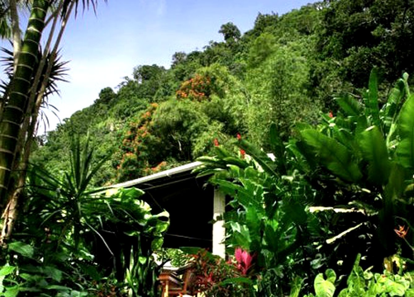 Glamping Amidst the Rainforest in Nature Cabins Near Roseau Dominica