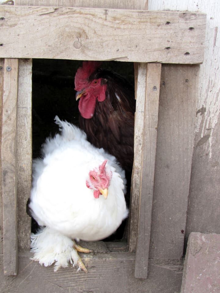 Artistic Garden Casita on Organic Farm in New Mexico