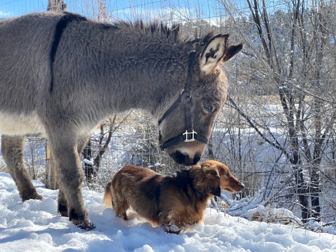 Cabins (United States of America, San Cristobal, New Mexico)