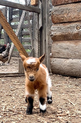 Cabins (United States of America, San Cristobal, New Mexico)