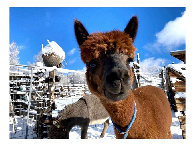Cabins (United States of America, San Cristobal, New Mexico)