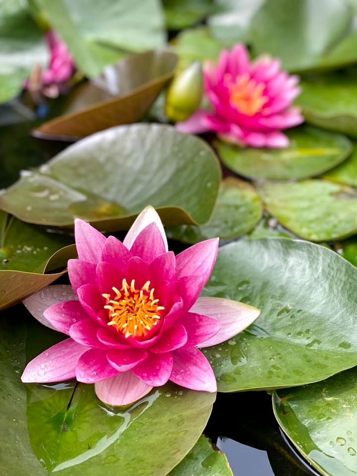Artistic Garden Casita on Organic Farm in New Mexico