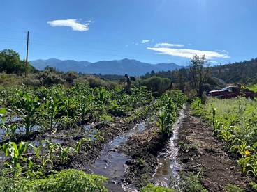 Artistic Garden Casita on Organic Farm in New Mexico photo 4