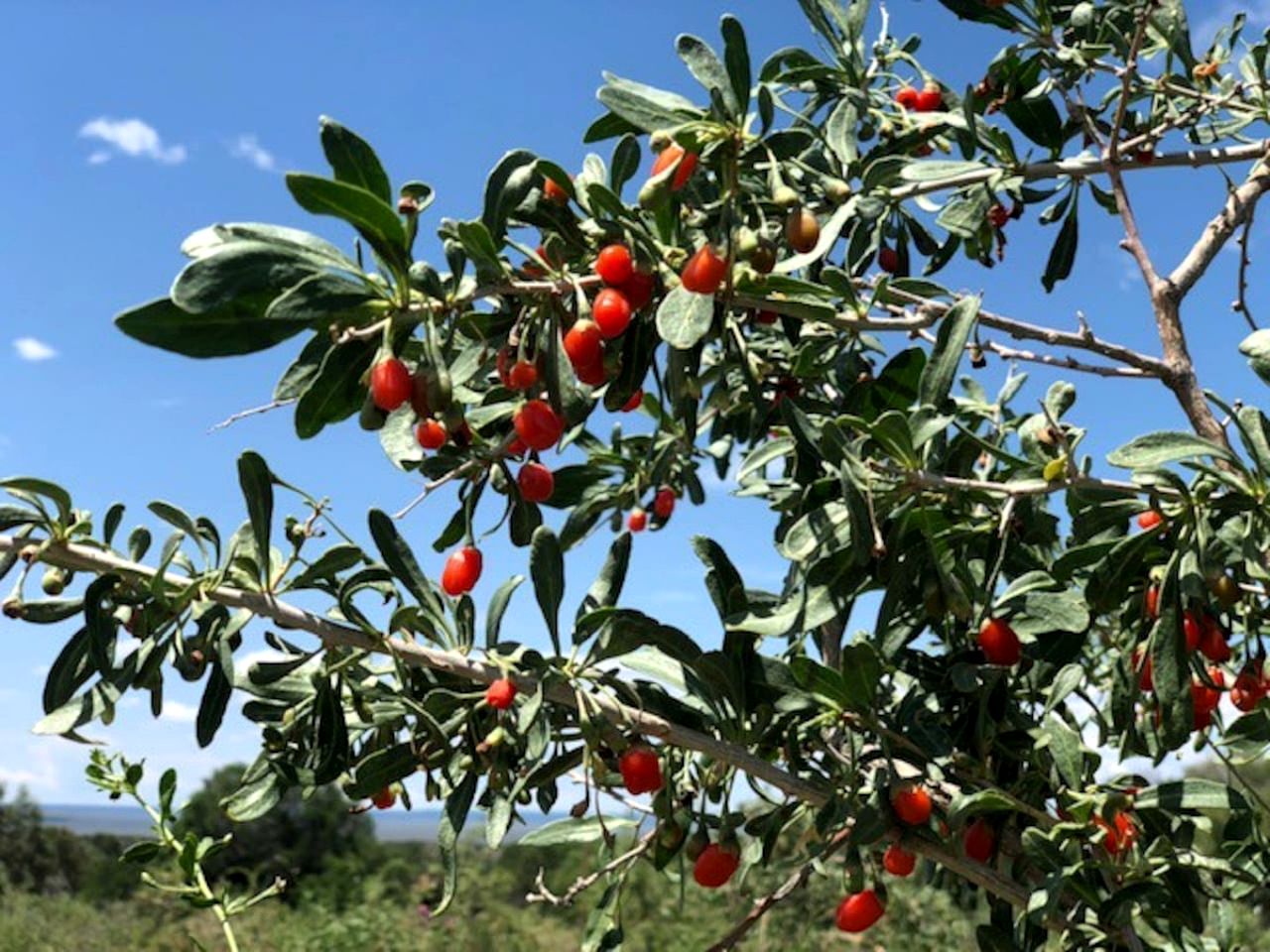 Artistic Garden Casita on Organic Farm in New Mexico