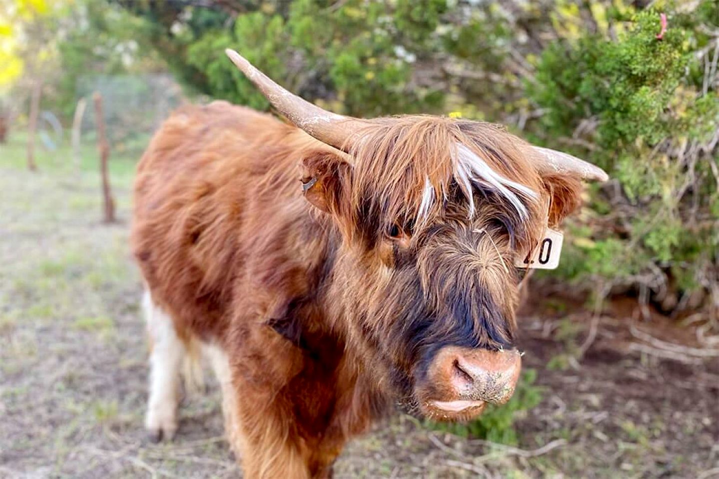 Gorgeous Glamping Dome near Marble Falls for Couples Getaways, Texas