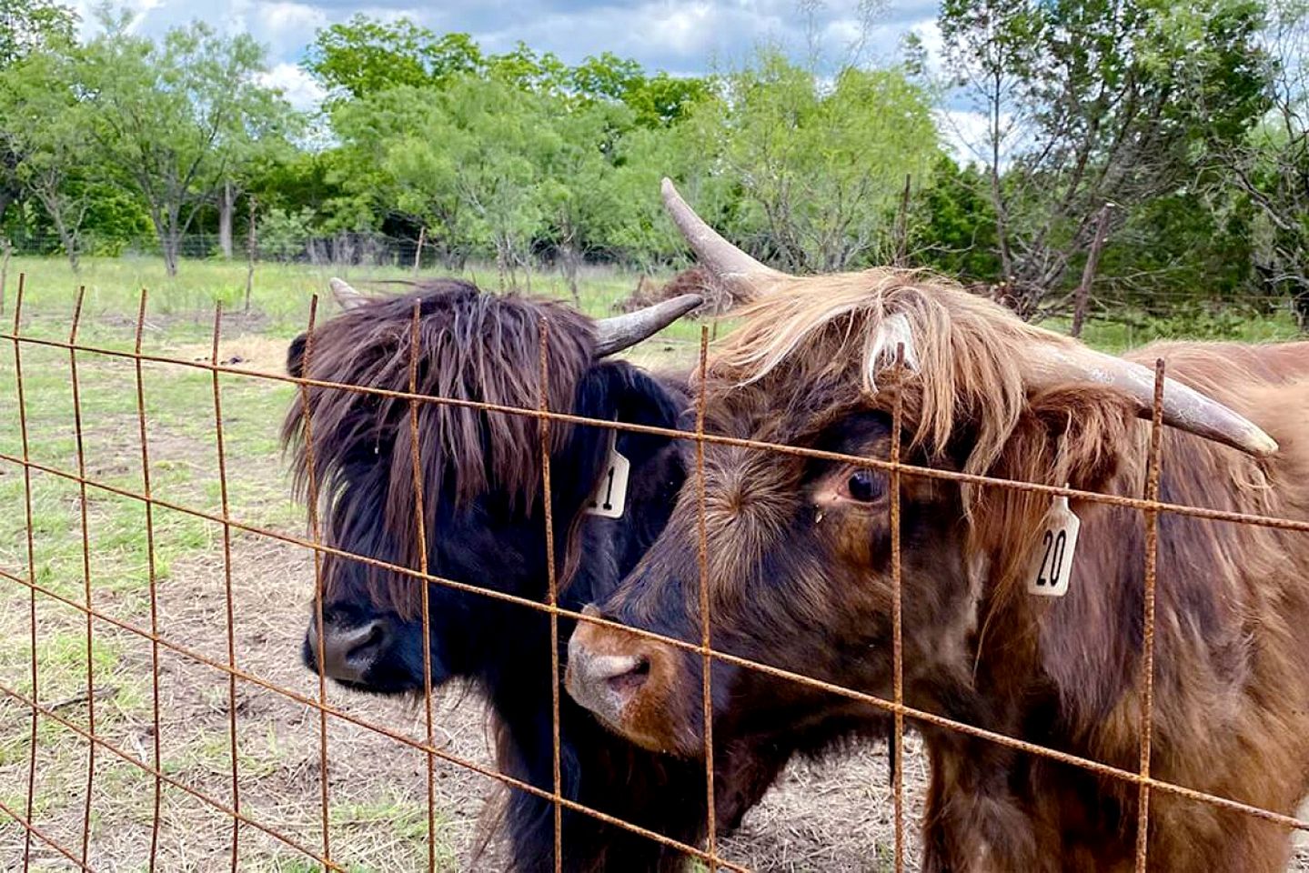 Gorgeous Glamping Dome near Marble Falls for Couples Getaways, Texas