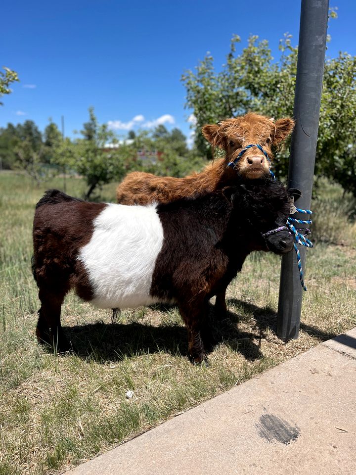 Scenic Mountain Glamping Tent with Orchard & Farm Animals near Quarai Ruins in Torreon, New Mexico