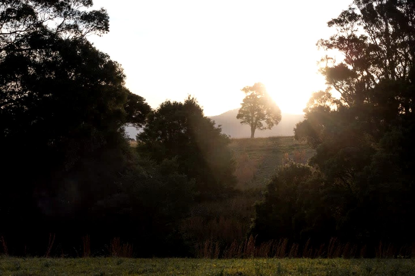 Serene Tiny House Rental Ideal for Glamping in NSW