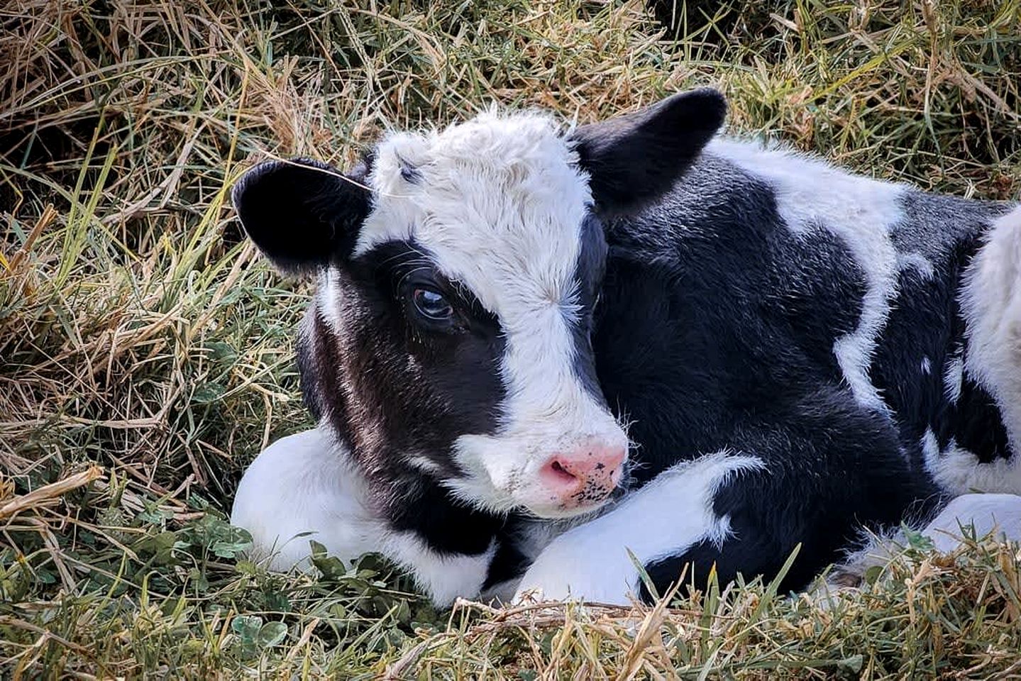 Serene Tiny House Rental Ideal for Glamping in NSW