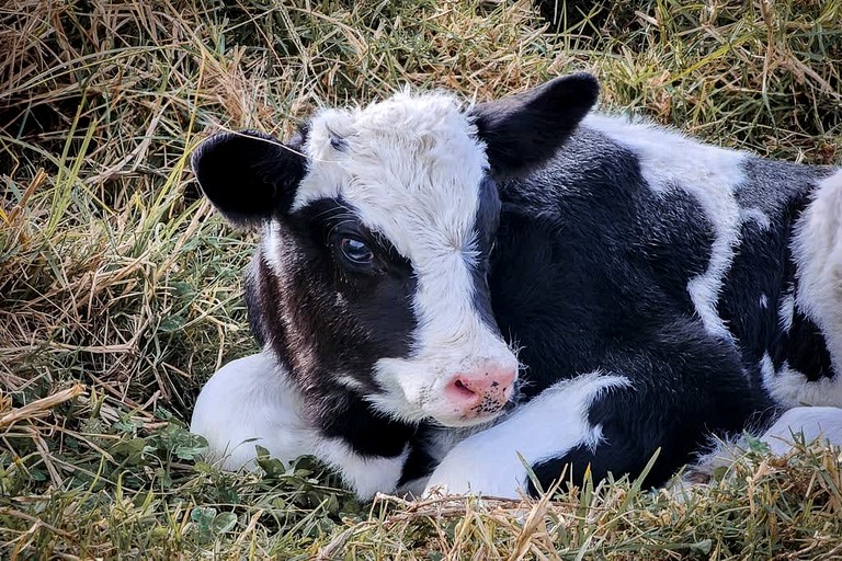 Tiny Houses (Australia, Shoalhaven , New South Wales)