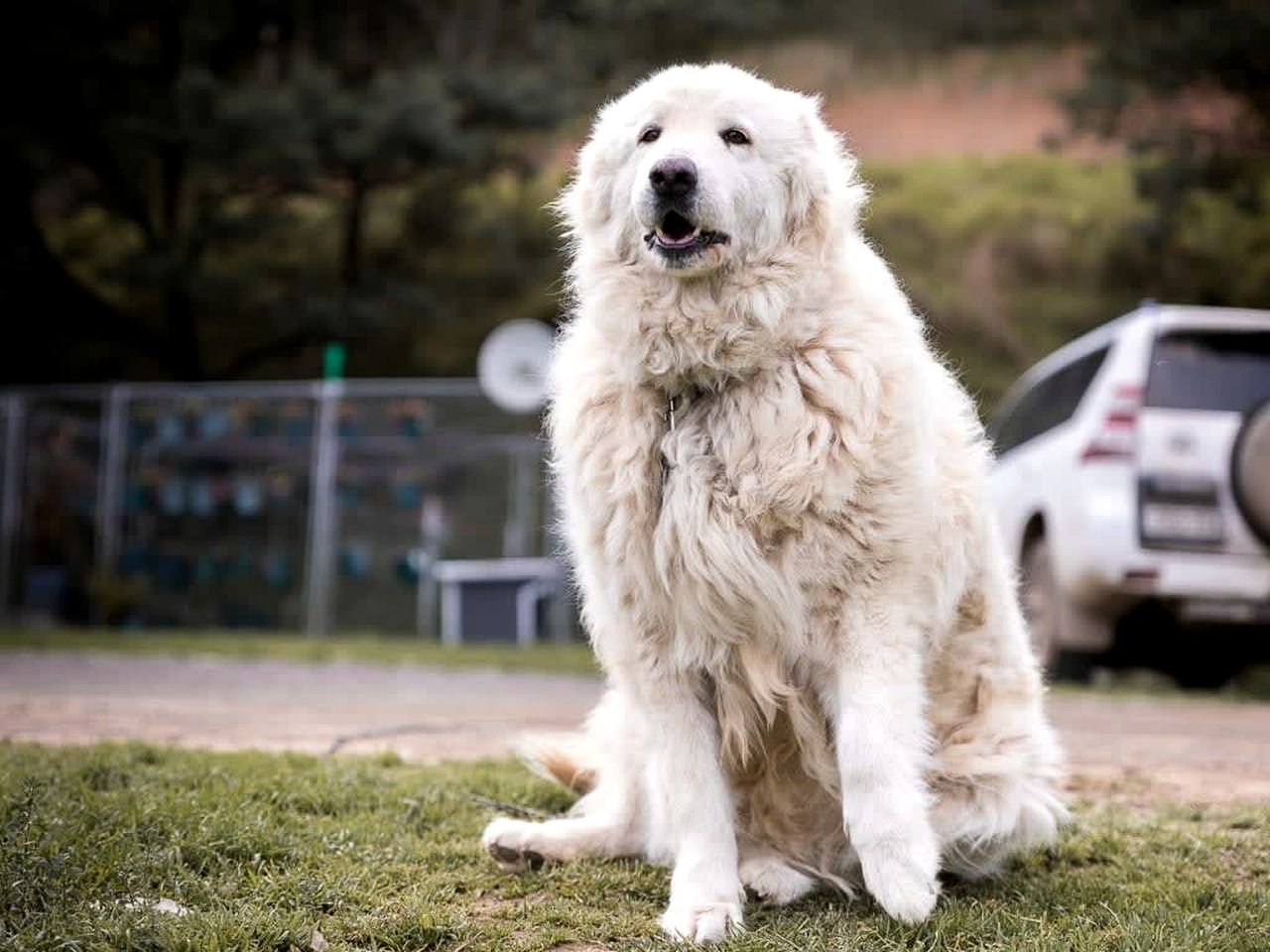 Serene Tiny House Rental Ideal for Glamping in NSW