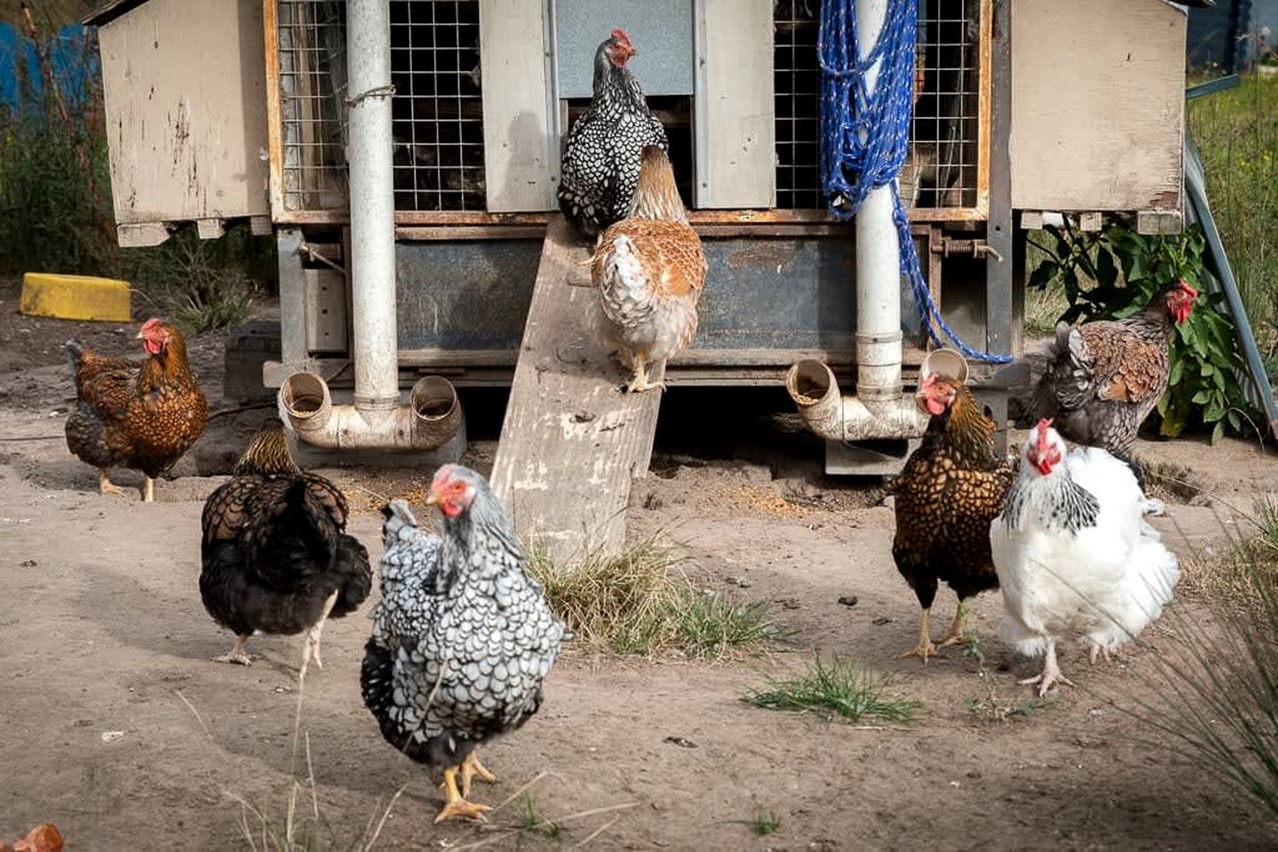 Serene Tiny House Rental Ideal for Glamping in NSW