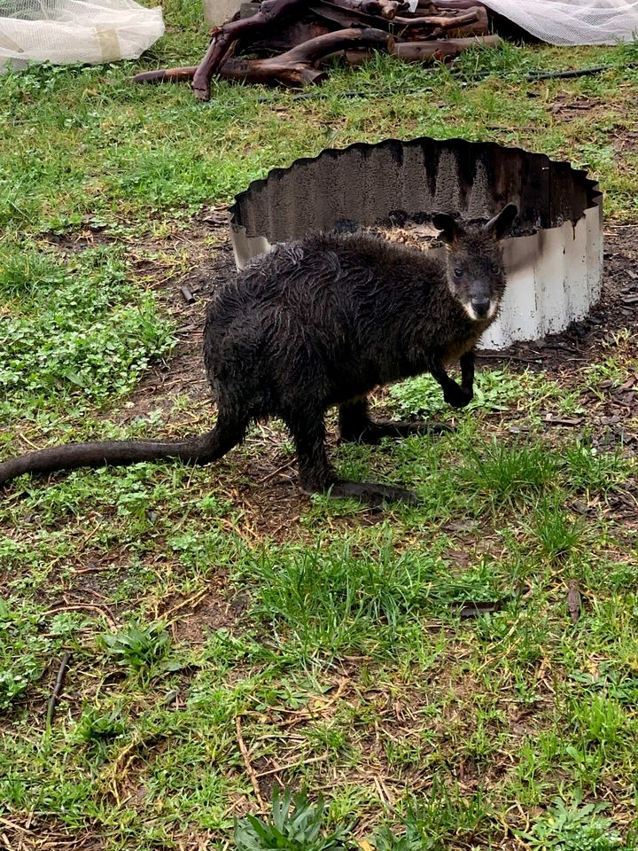 Serene Tiny House Rental Ideal for Glamping in NSW