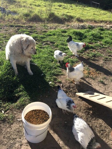Tiny Houses (Australia, Shoalhaven , New South Wales)