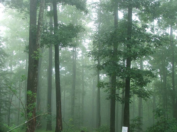 Log Cabins (Robbinsville, North Carolina, United States)